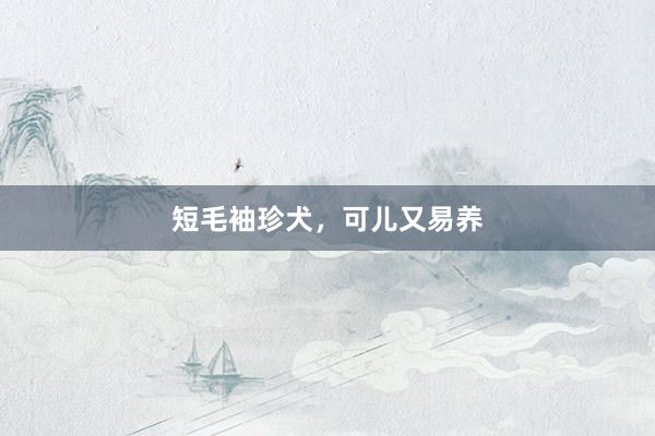短毛袖珍犬，可儿又易养